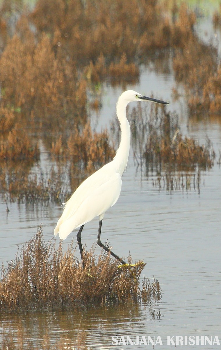 Little Egret - ML280895041