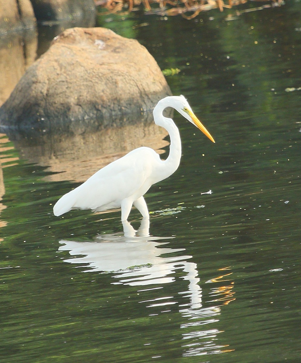 Medium Egret - ML280895061