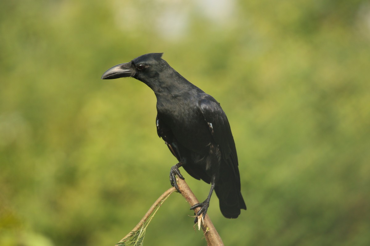 Large-billed Crow - ML280895471