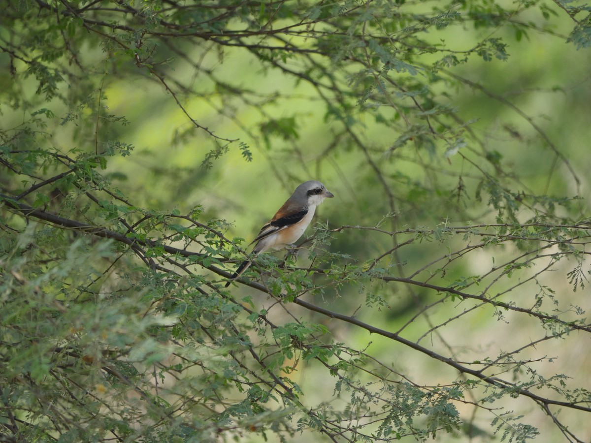 Bay-backed Shrike - Rob Batchelder