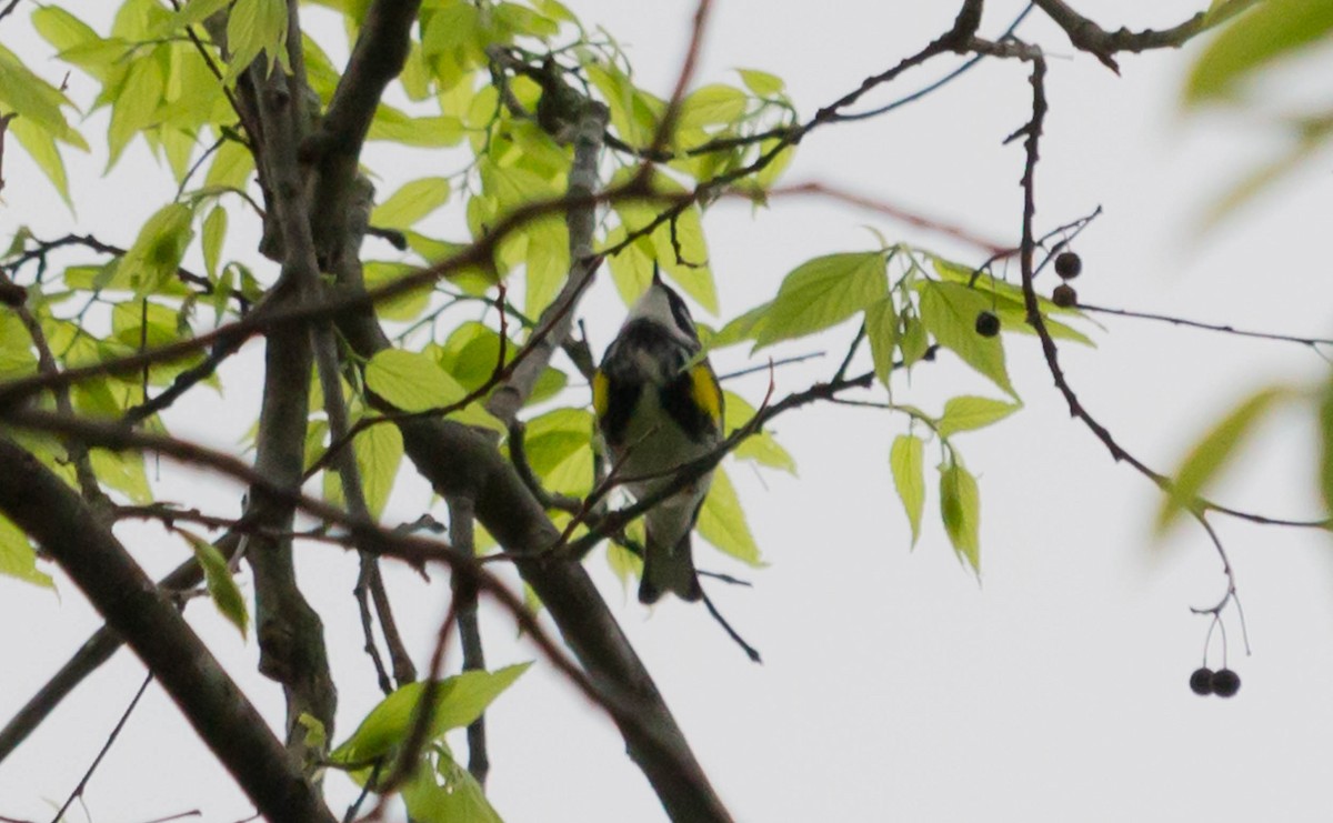 Yellow-rumped Warbler - ML28090191