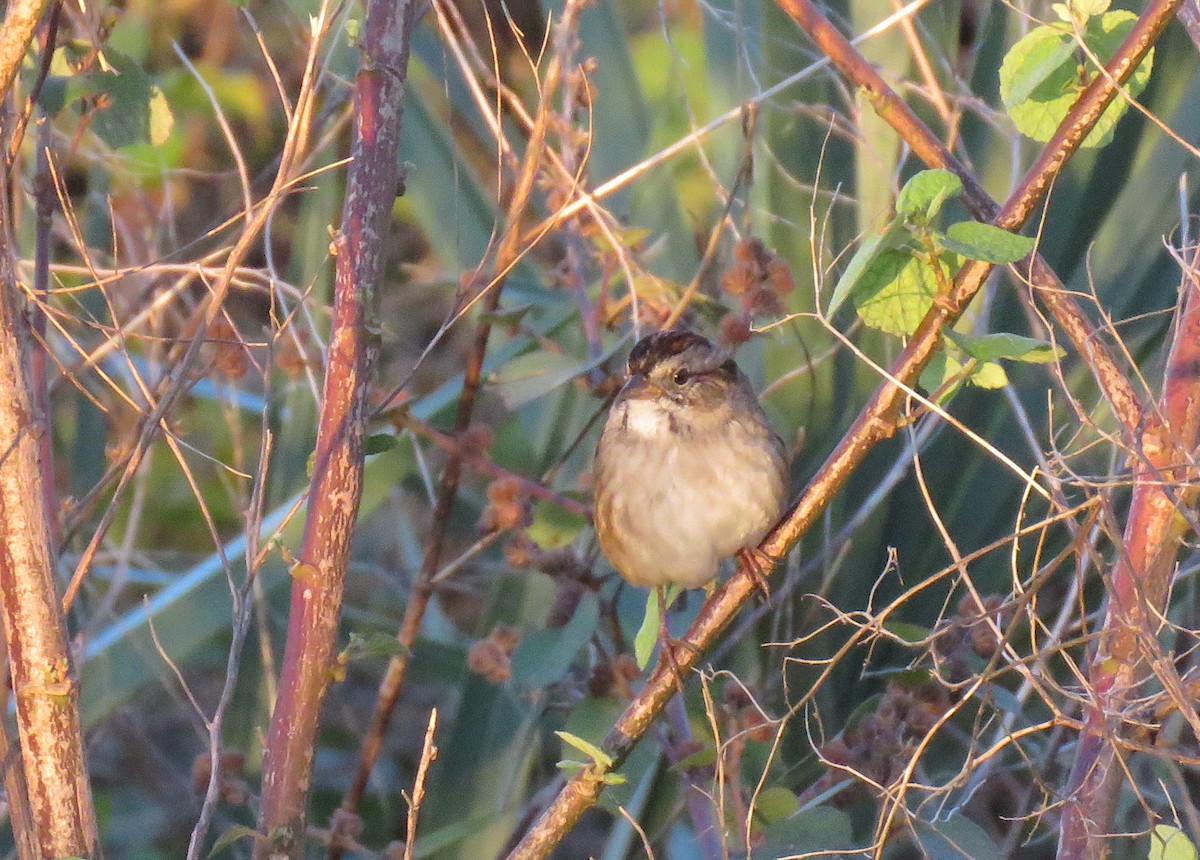 Swamp Sparrow - ML280902871