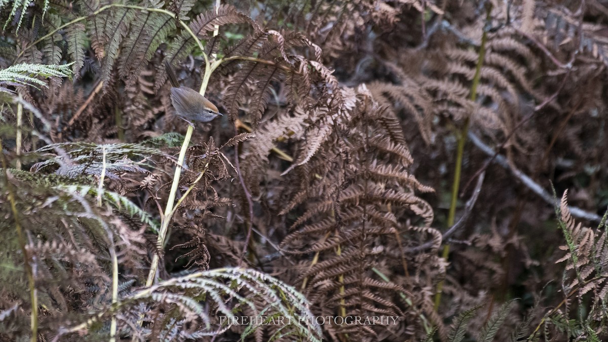 Gray-sided Bush Warbler - ML280903391