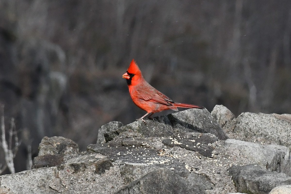 Northern Cardinal - ML280905201