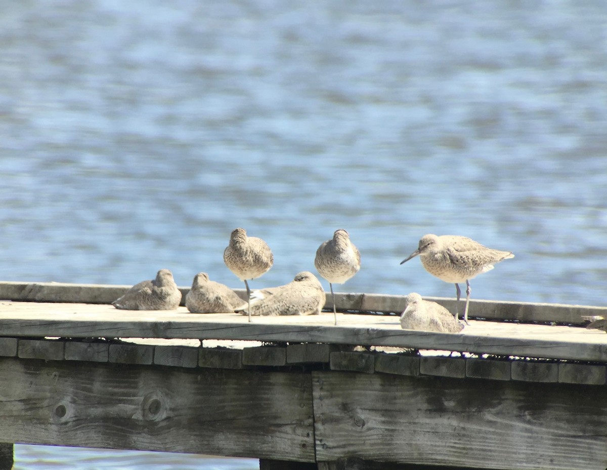 Willet - ML28090571