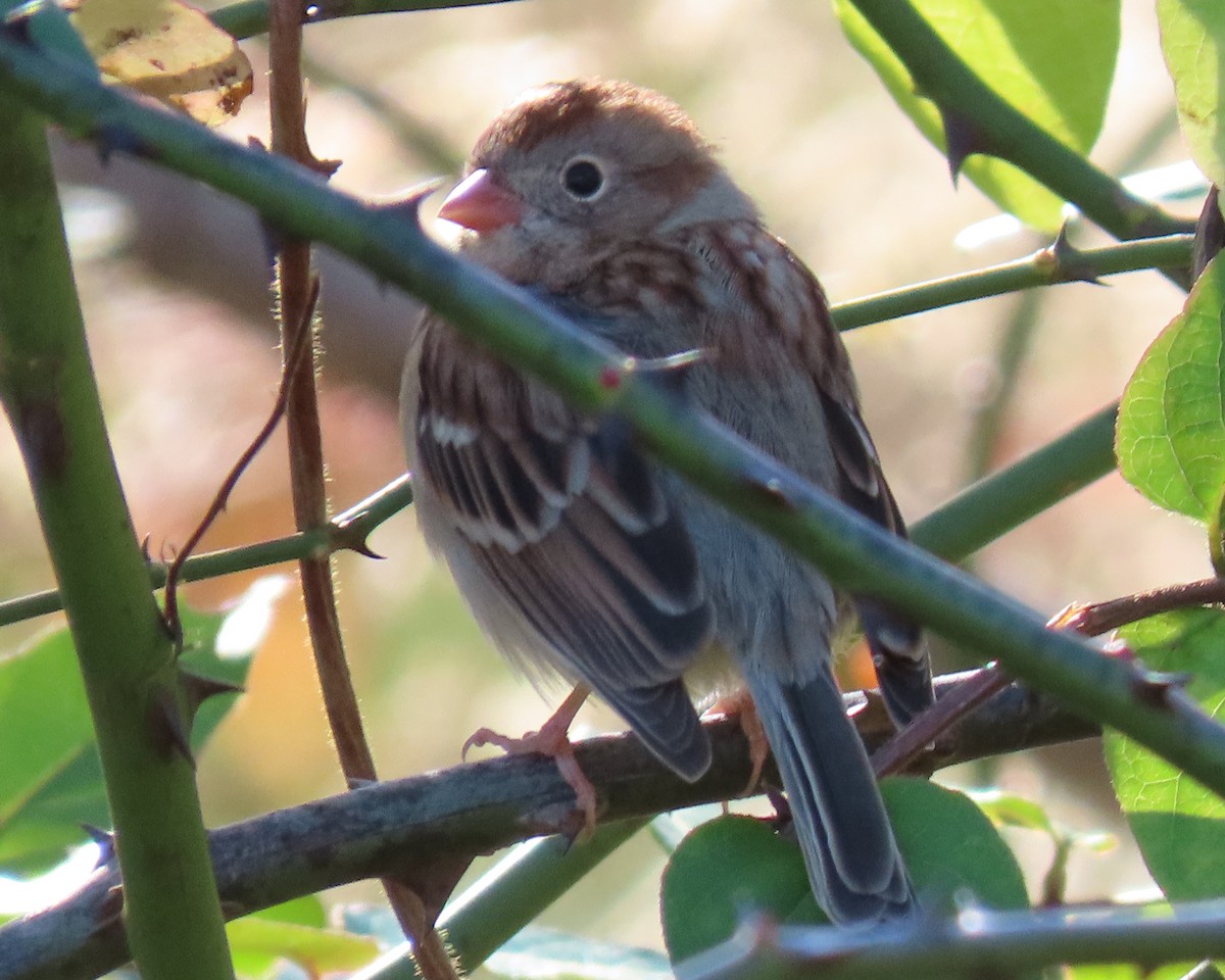 Field Sparrow - ML280907351