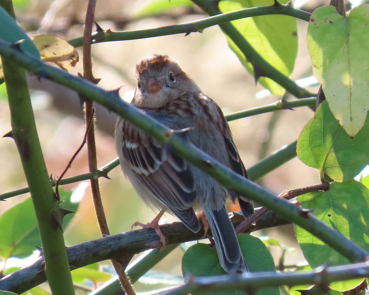 Field Sparrow - ML280907381
