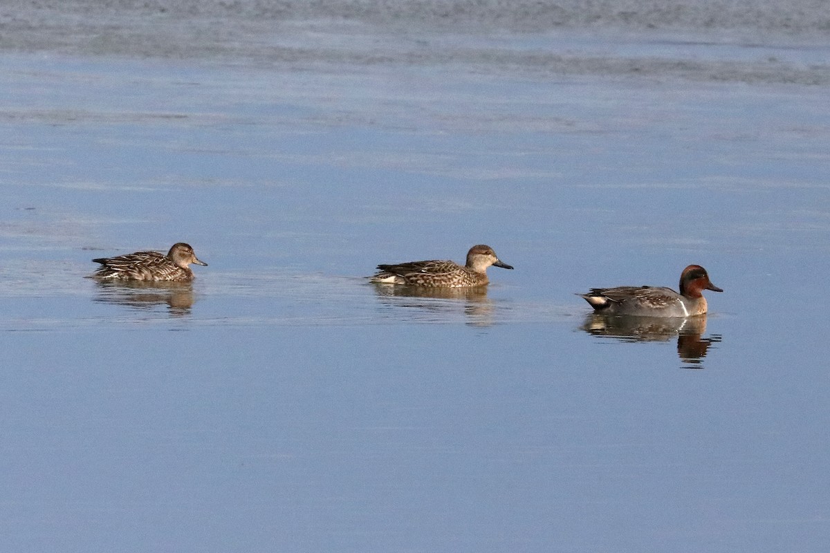 Green-winged Teal - ML280907871