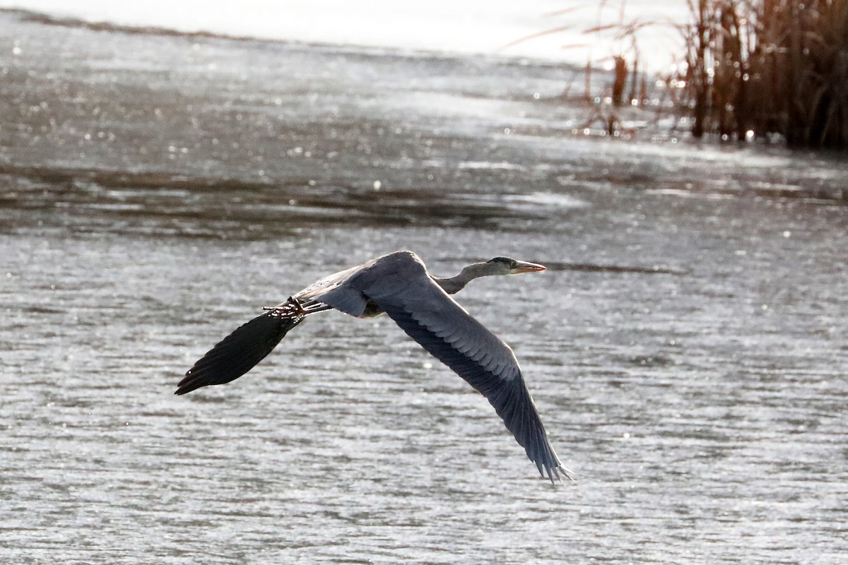 Great Blue Heron - ML280907921