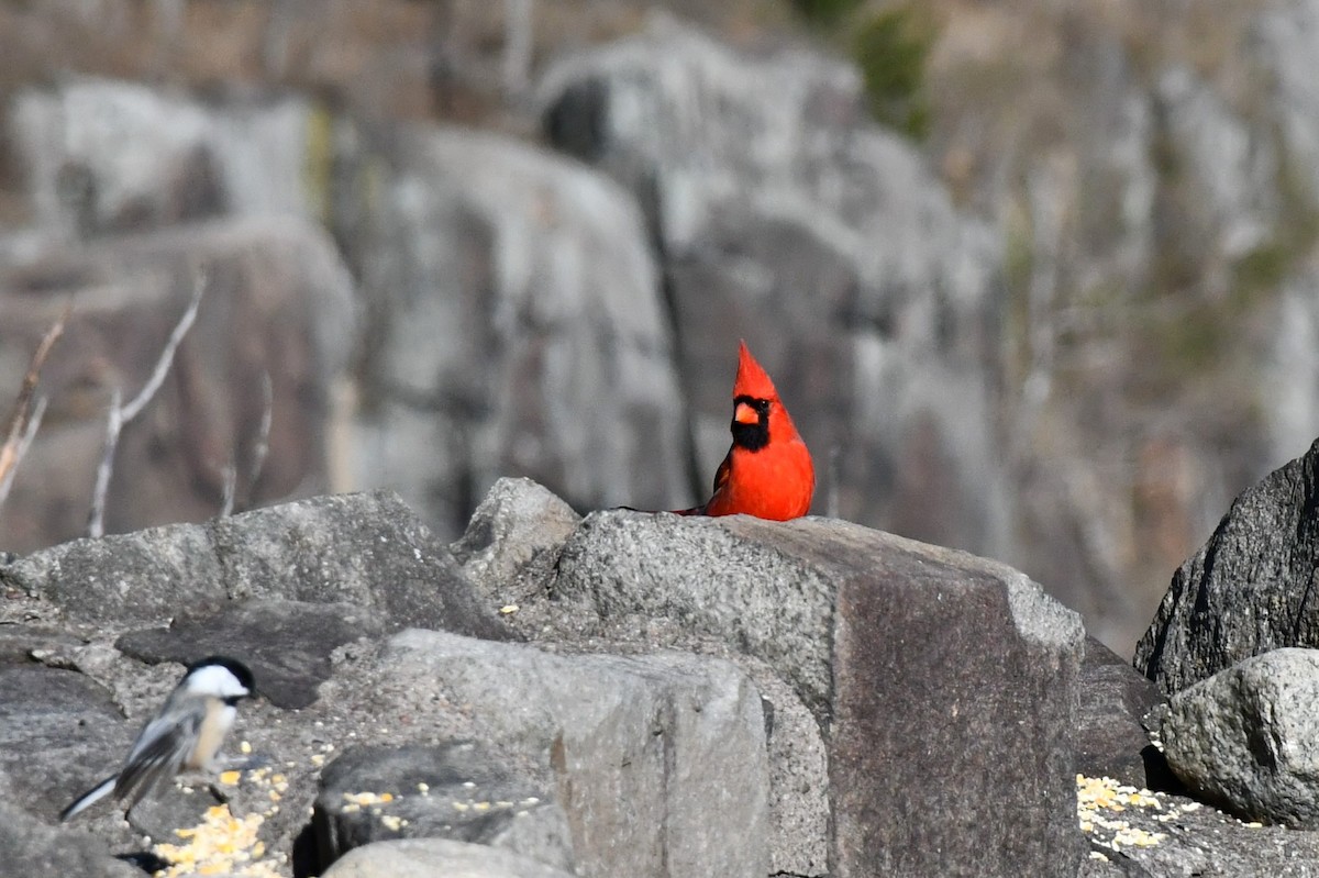 Northern Cardinal - ML280908541