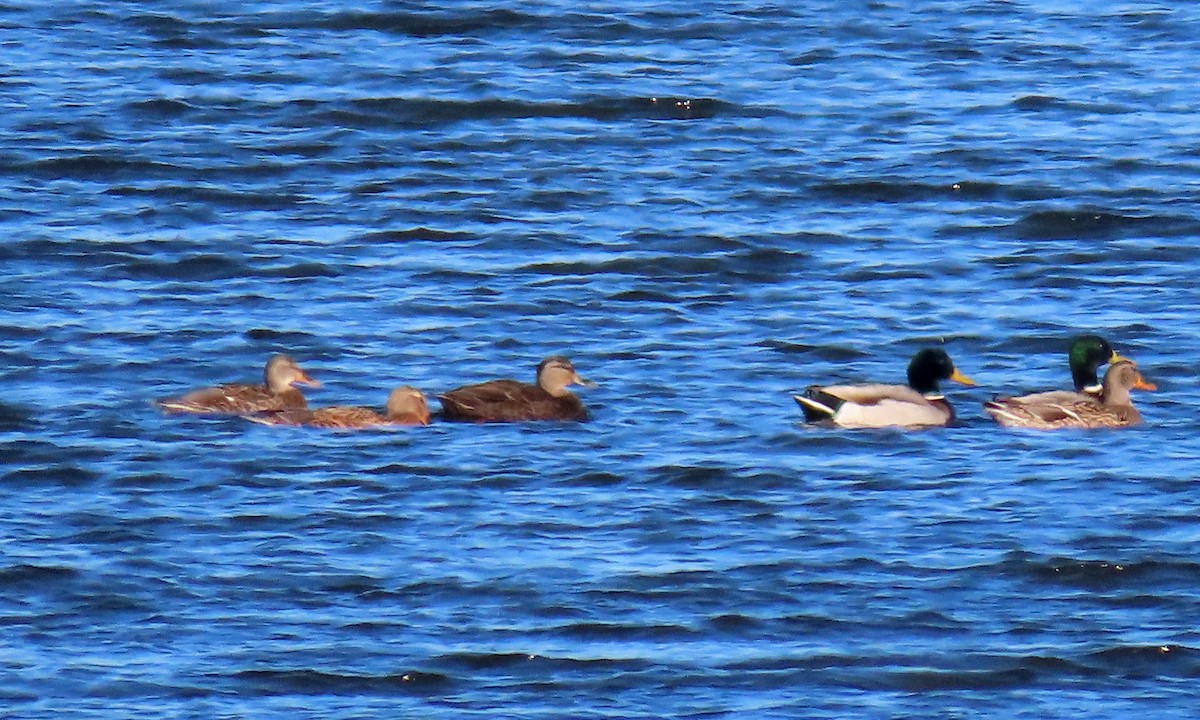 American Black Duck - ML280908751