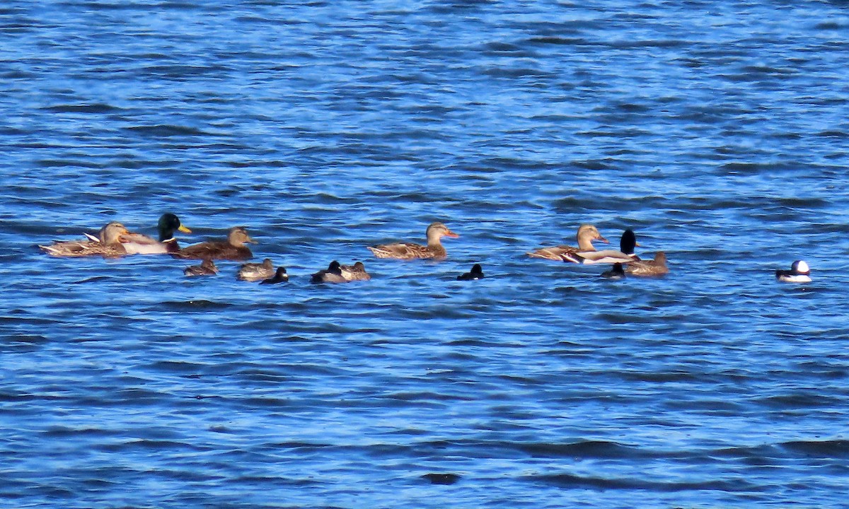 American Black Duck - ML280908811
