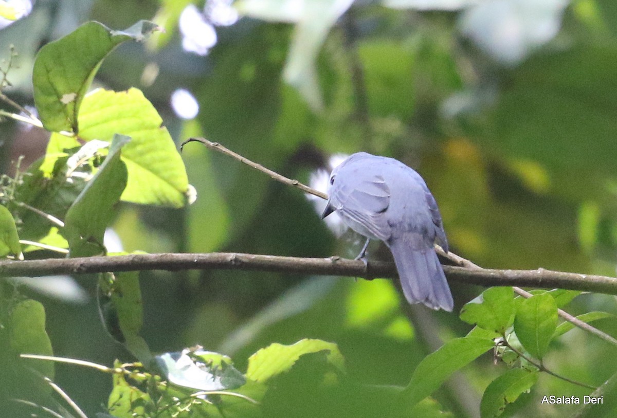 Gray Cuckooshrike - ML280909181