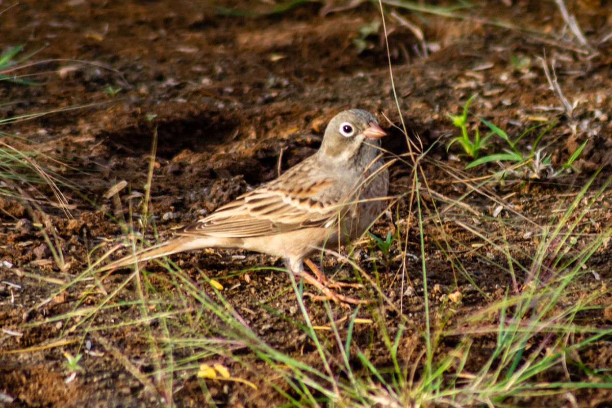 Gray-necked Bunting - ML280913171