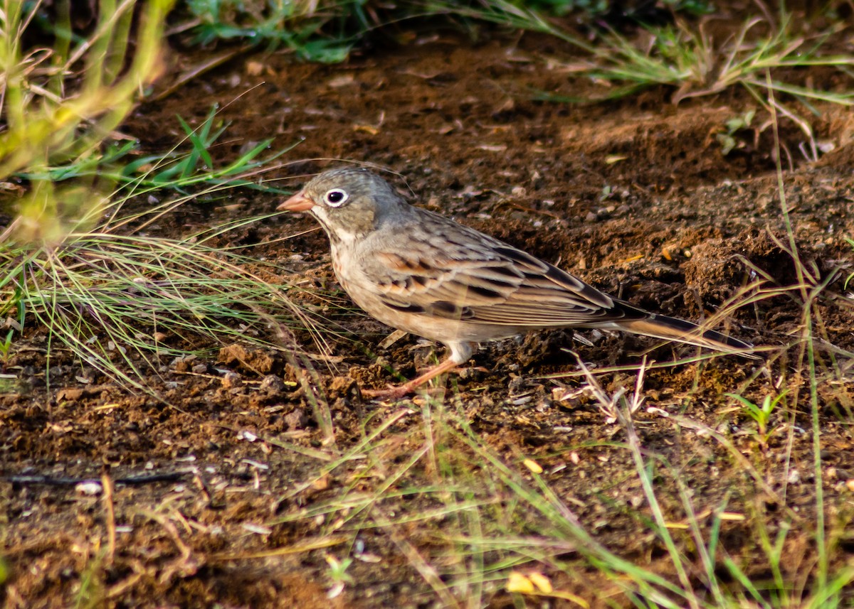 Gray-necked Bunting - ML280913191