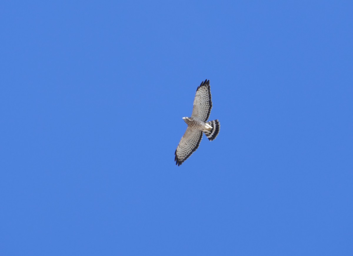 Broad-winged Hawk - ML280915031