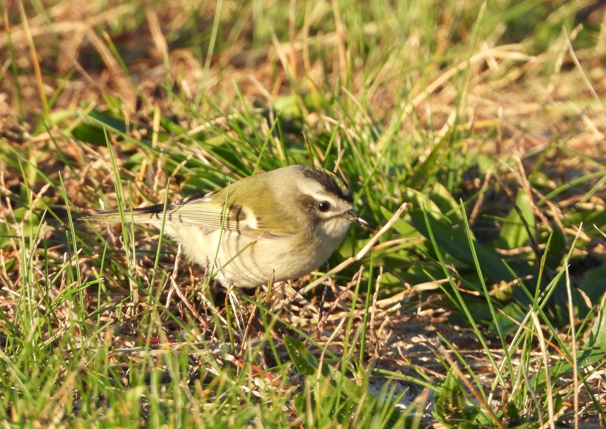 Golden-crowned Kinglet - ML280915501