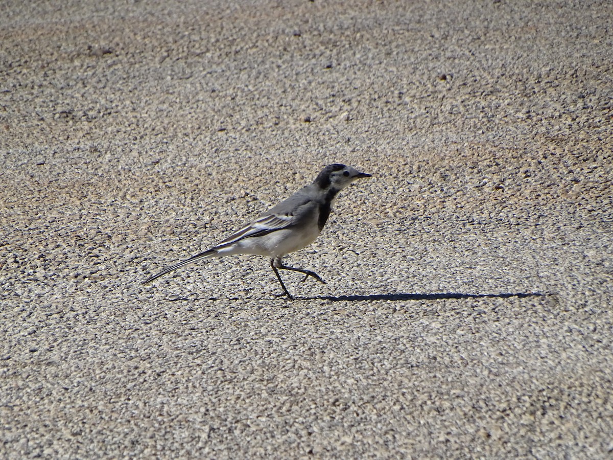 White Wagtail - António Cotão