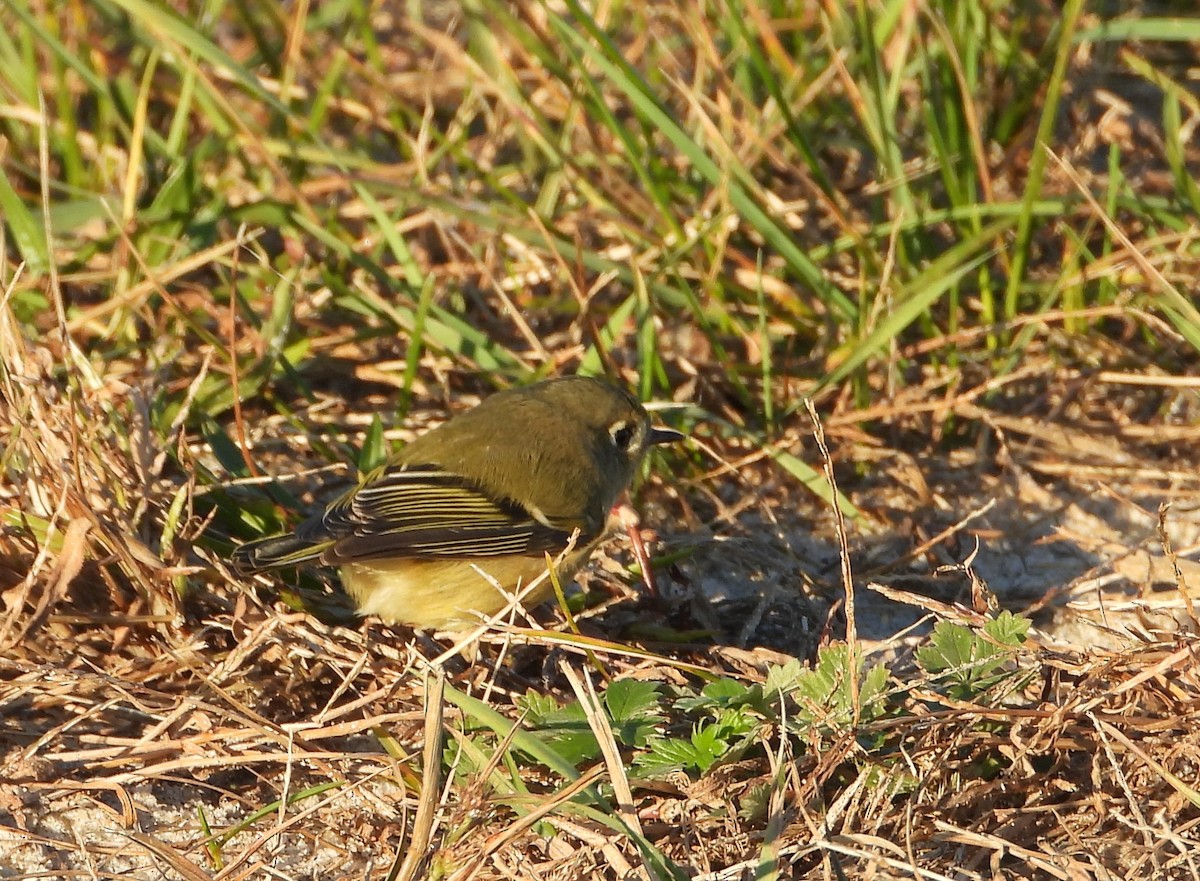 Ruby-crowned Kinglet - ML280916511