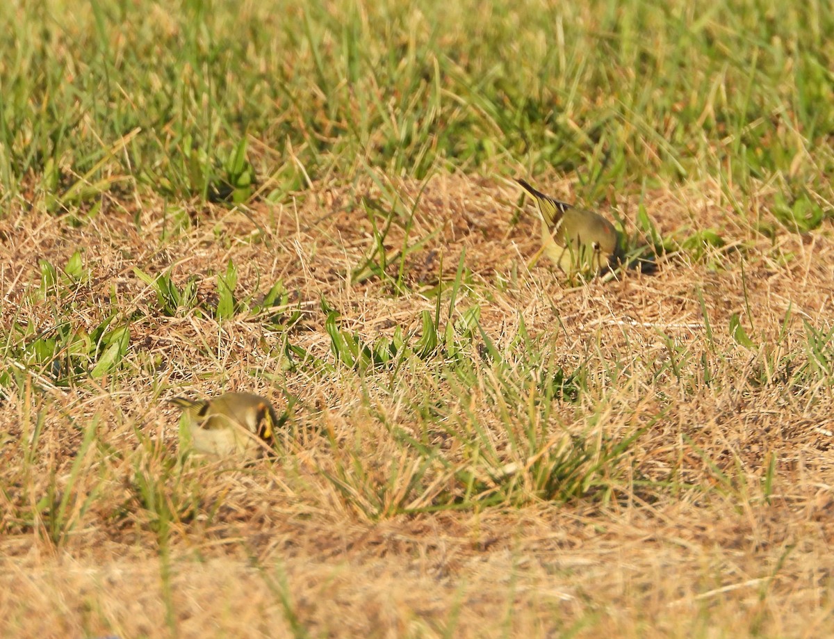 Golden-crowned Kinglet - ML280916721