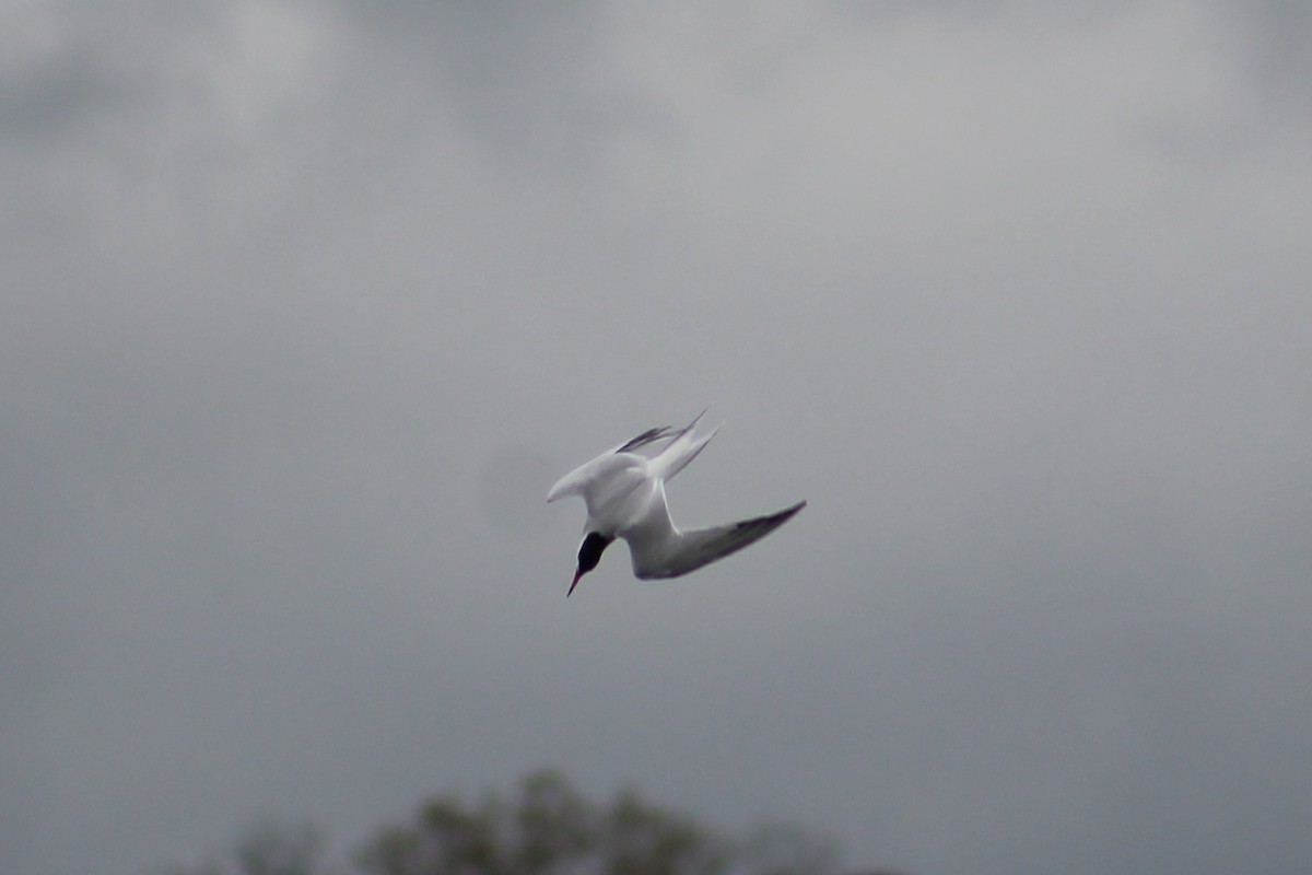 Common Tern - ML28091741