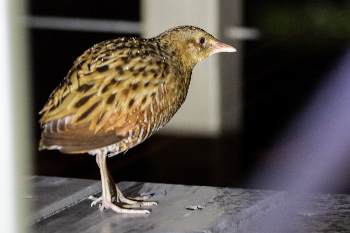 Corn Crake - Tyler Davis