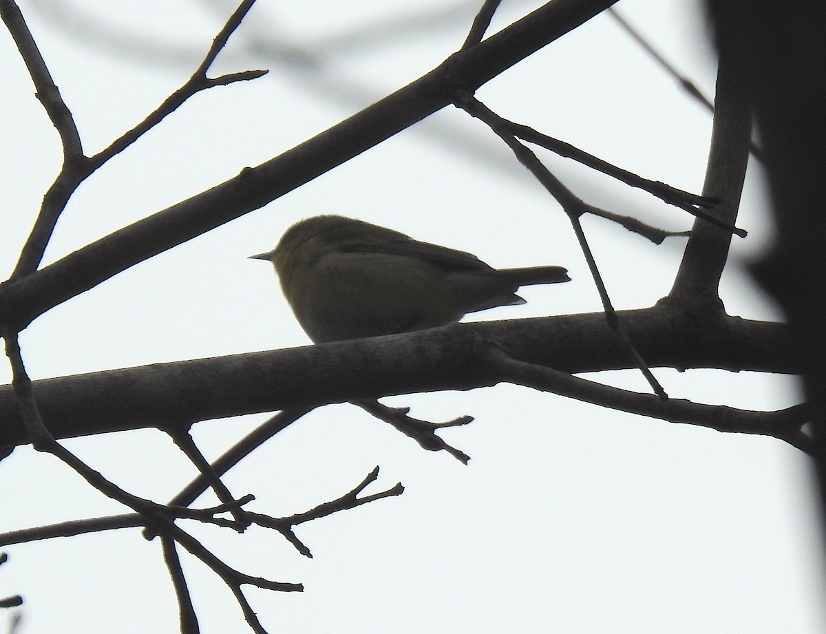 Tennessee Warbler - Glenn Hodgkins