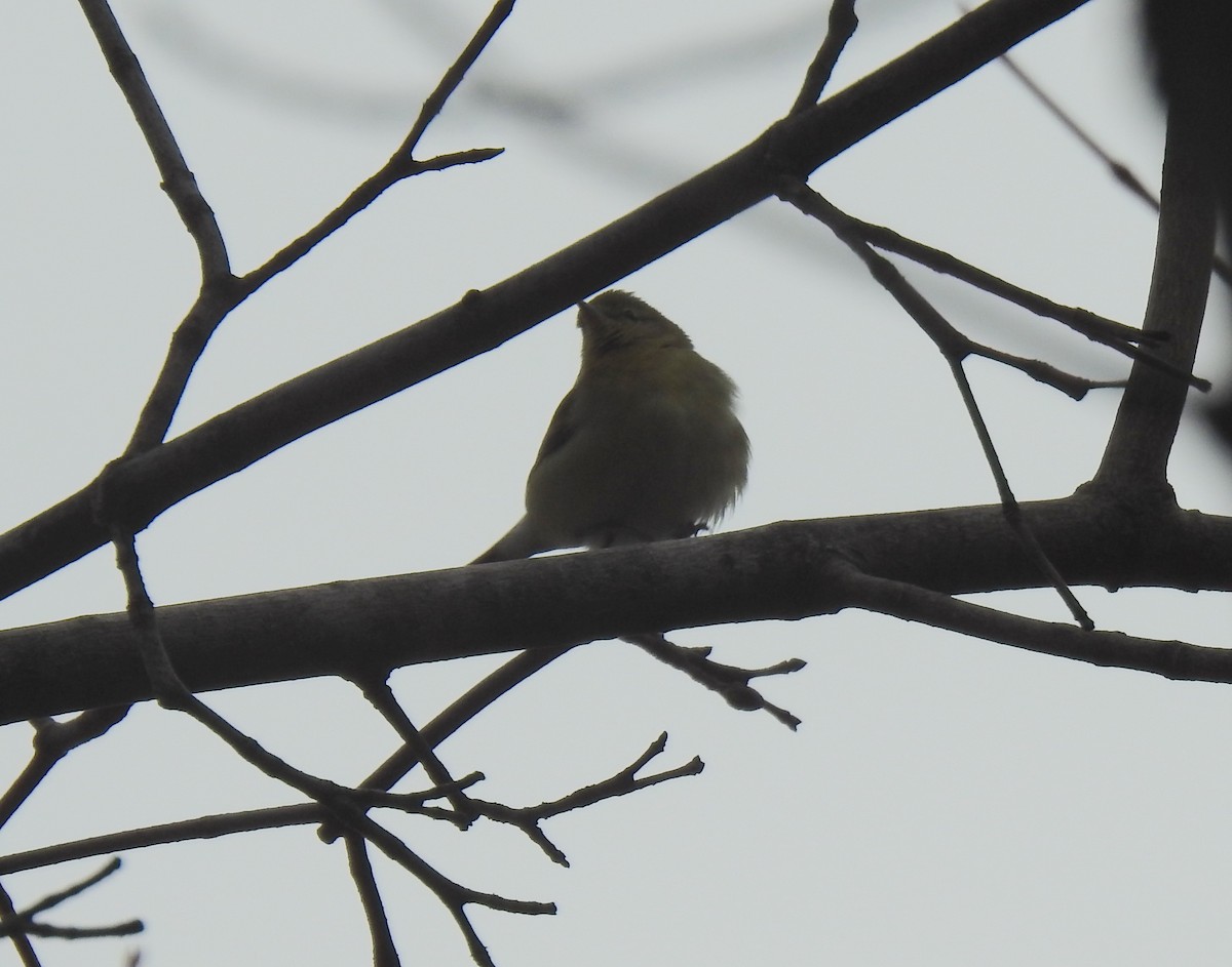 Tennessee Warbler - Glenn Hodgkins