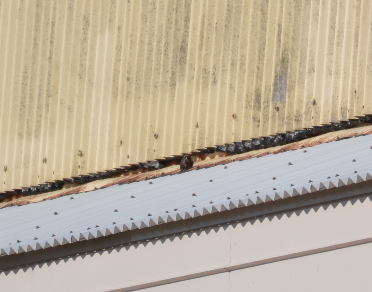 Cave Swallow - ML280924311