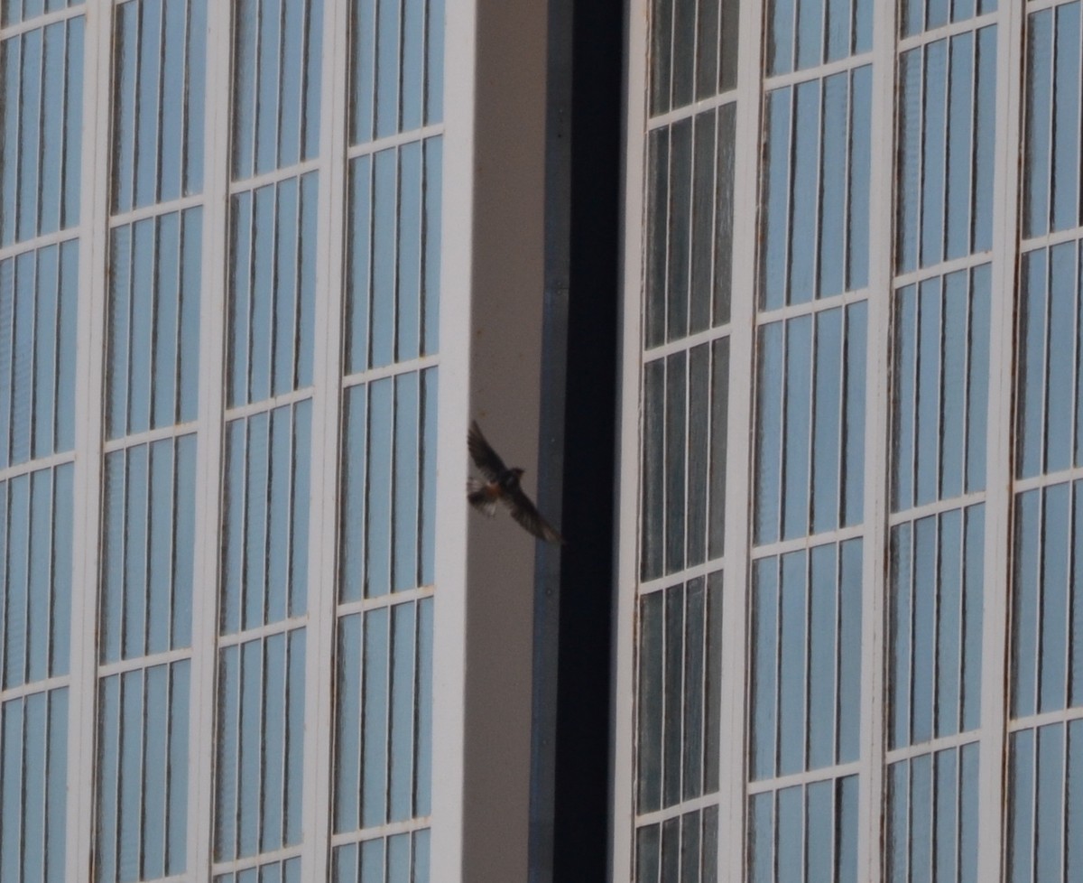 Cave Swallow - ML280924321