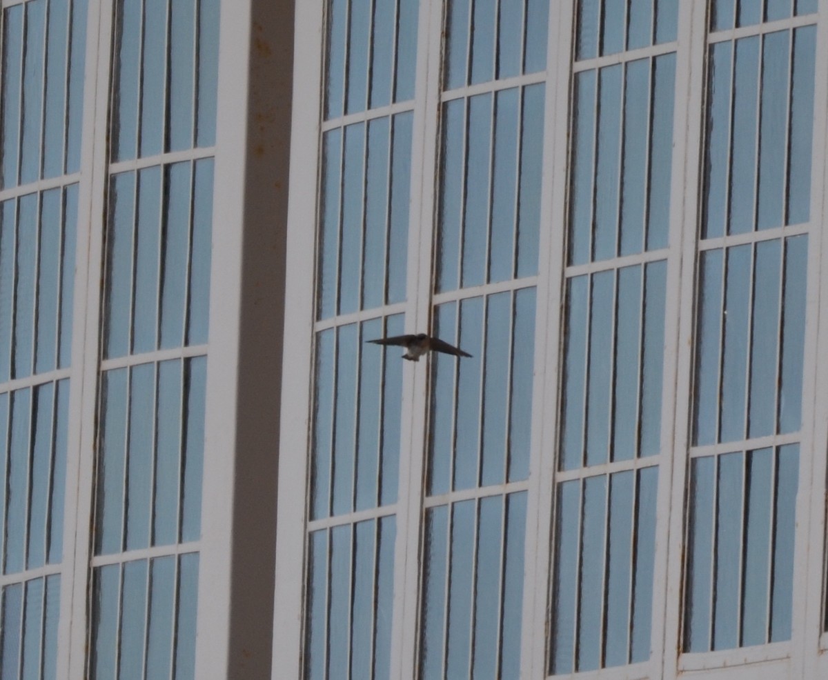 Cave Swallow - ML280924331