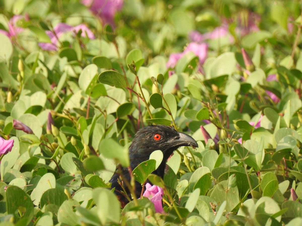 Greater Coucal - ML280925661