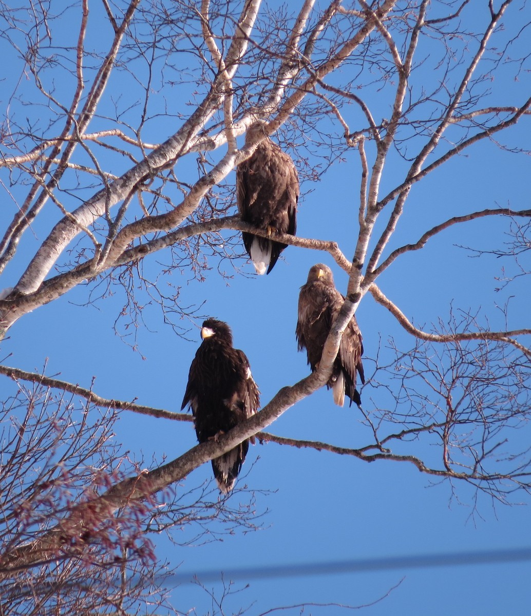 White-tailed Eagle - ML280925791