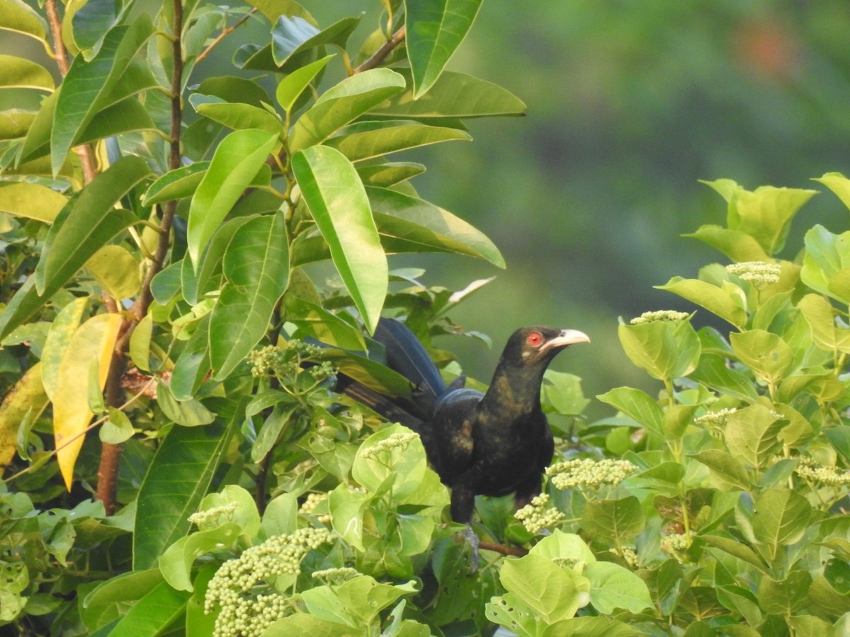 Asian Koel - ML280925881