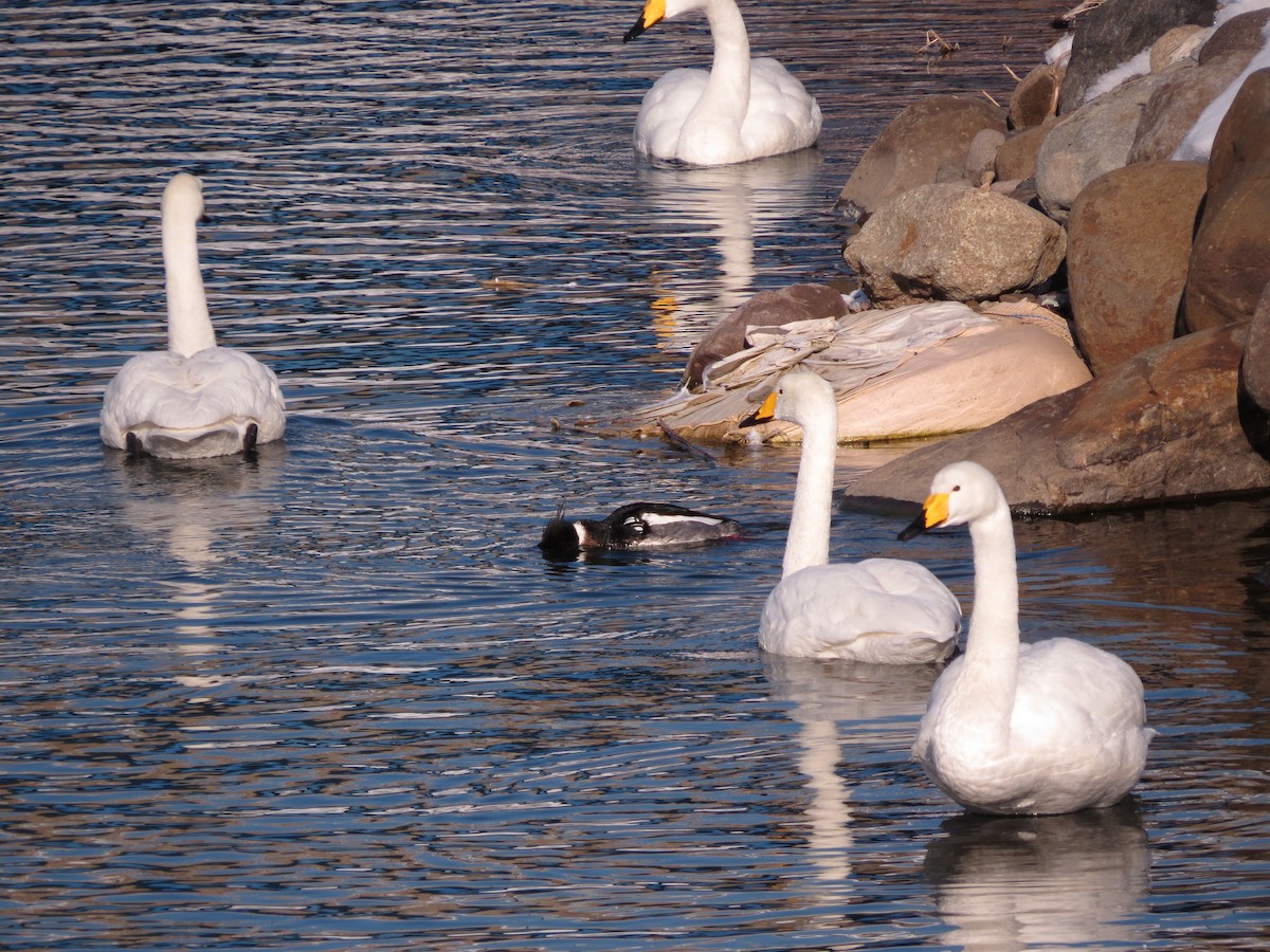 Whooper Swan - ML280925901