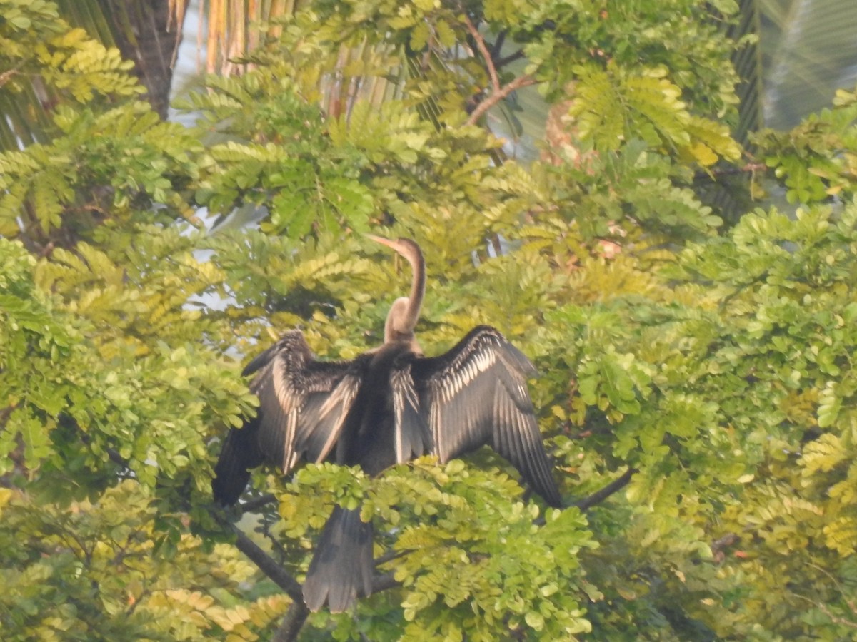 Oriental Darter - ML280927231