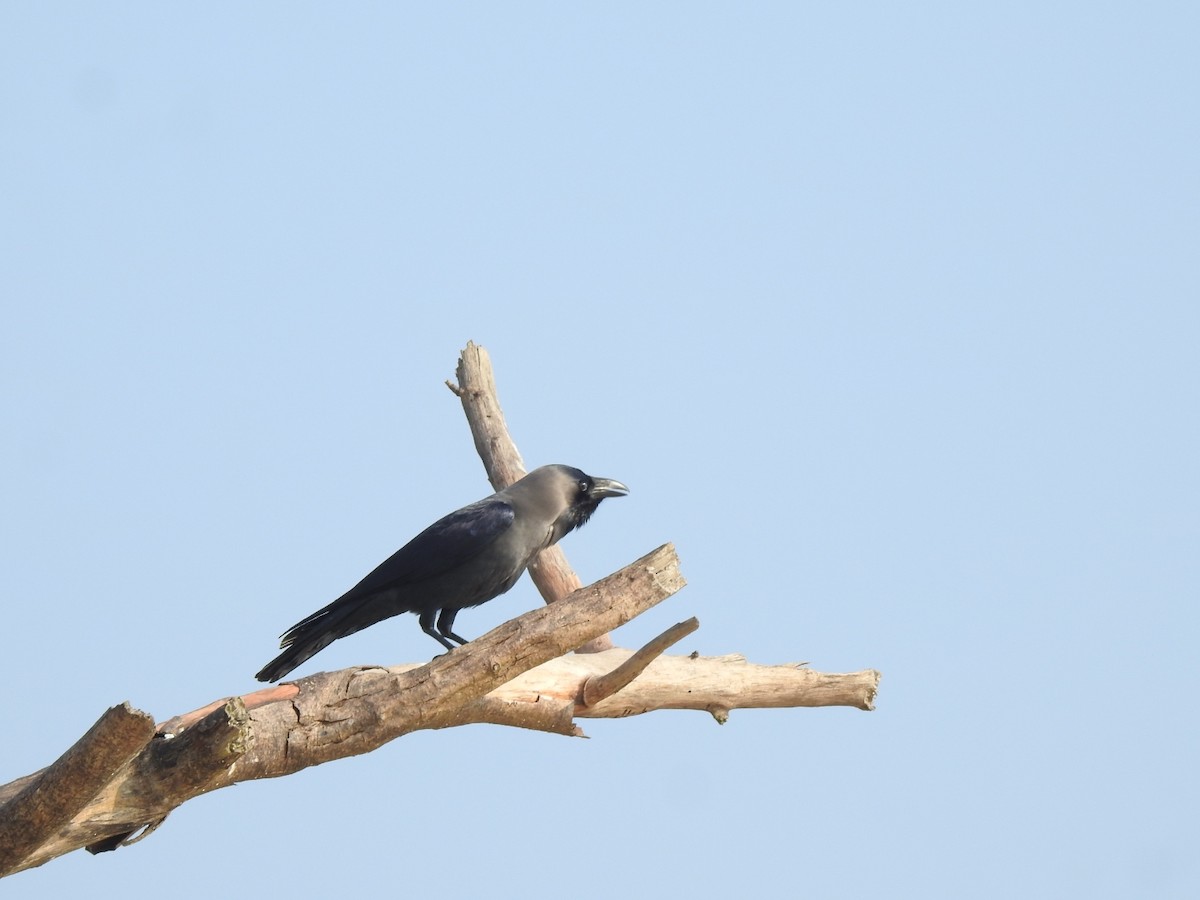 House Crow - ML280927481