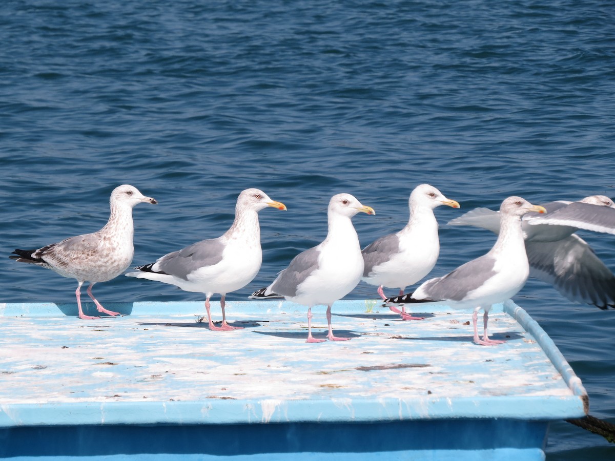 Vega Gull - ML280928251