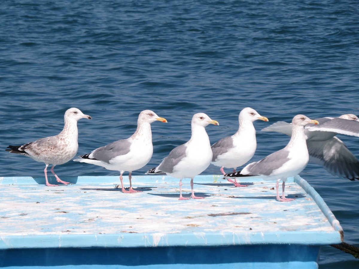 Herring Gull (Vega) - ML280928251