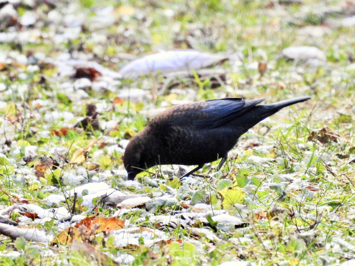 Rusty Blackbird - ML280928621