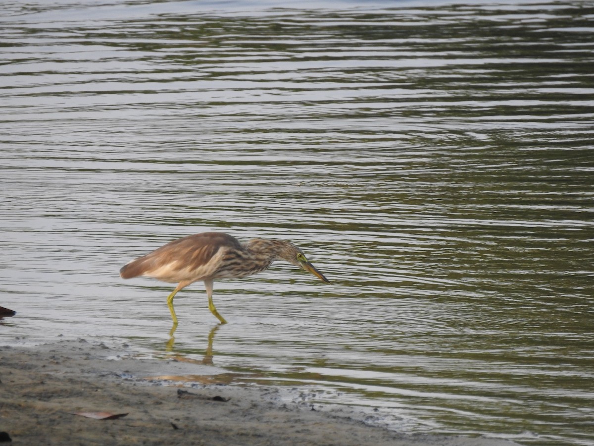 Indian Pond-Heron - ML280928961