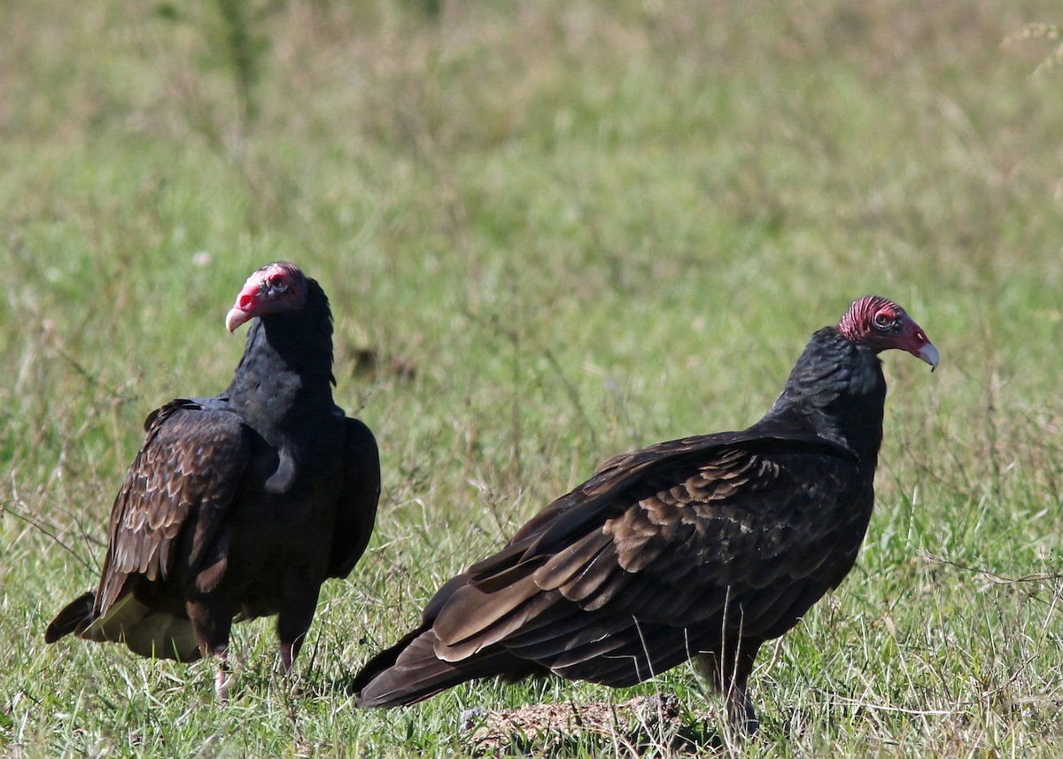 Turkey Vulture - ML280929771