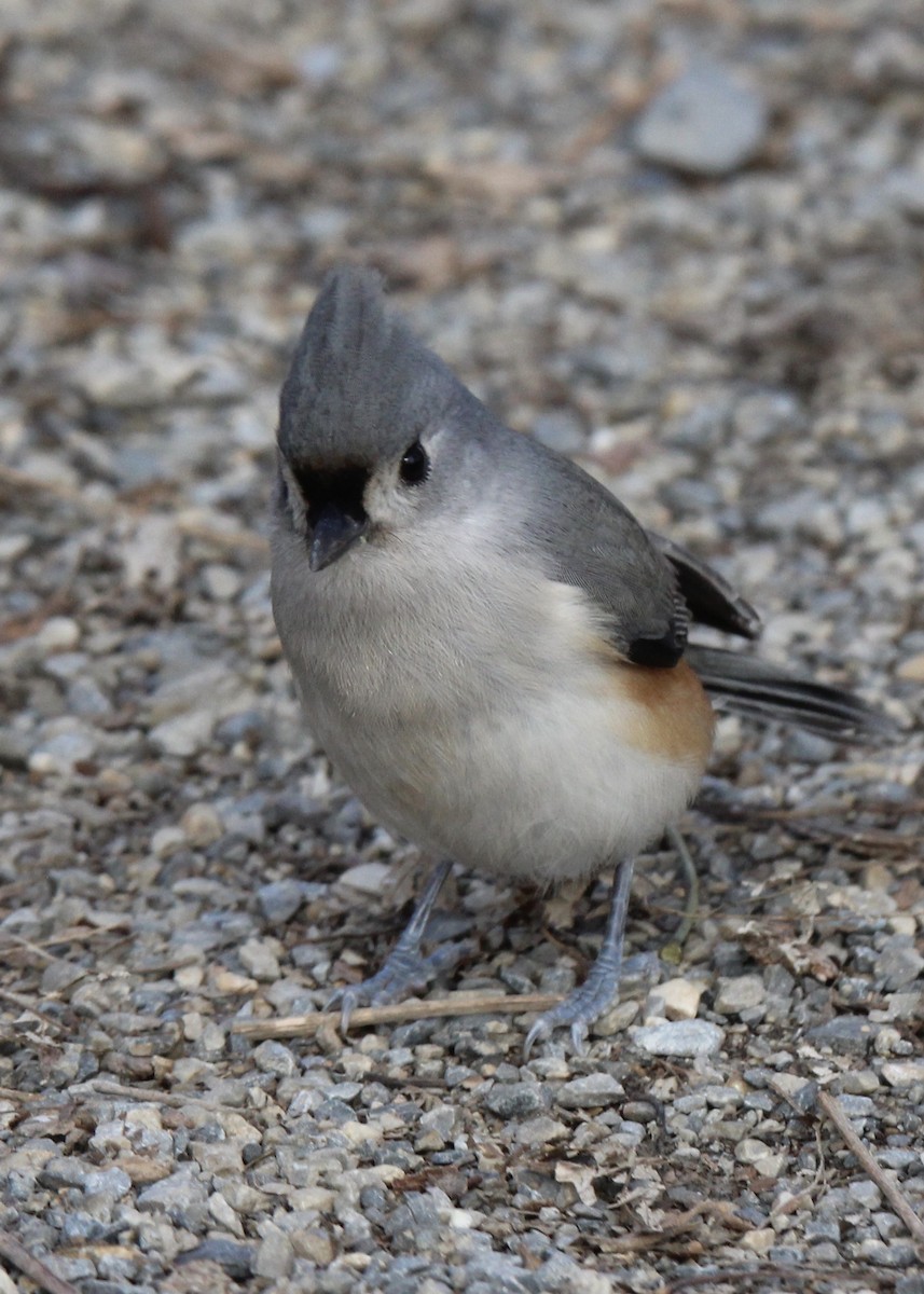 Tufted Titmouse - Rick&Peggy Price