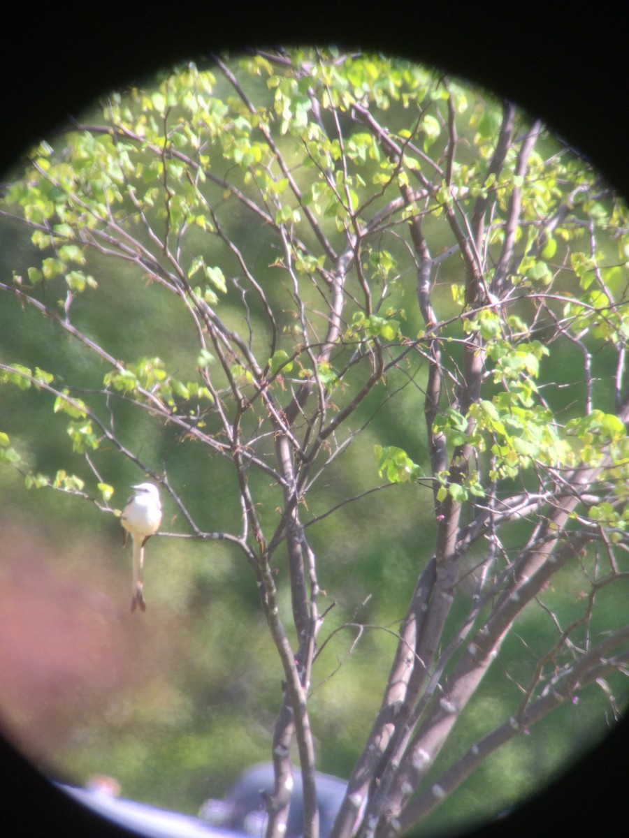 Scissor-tailed Flycatcher - ML28093171