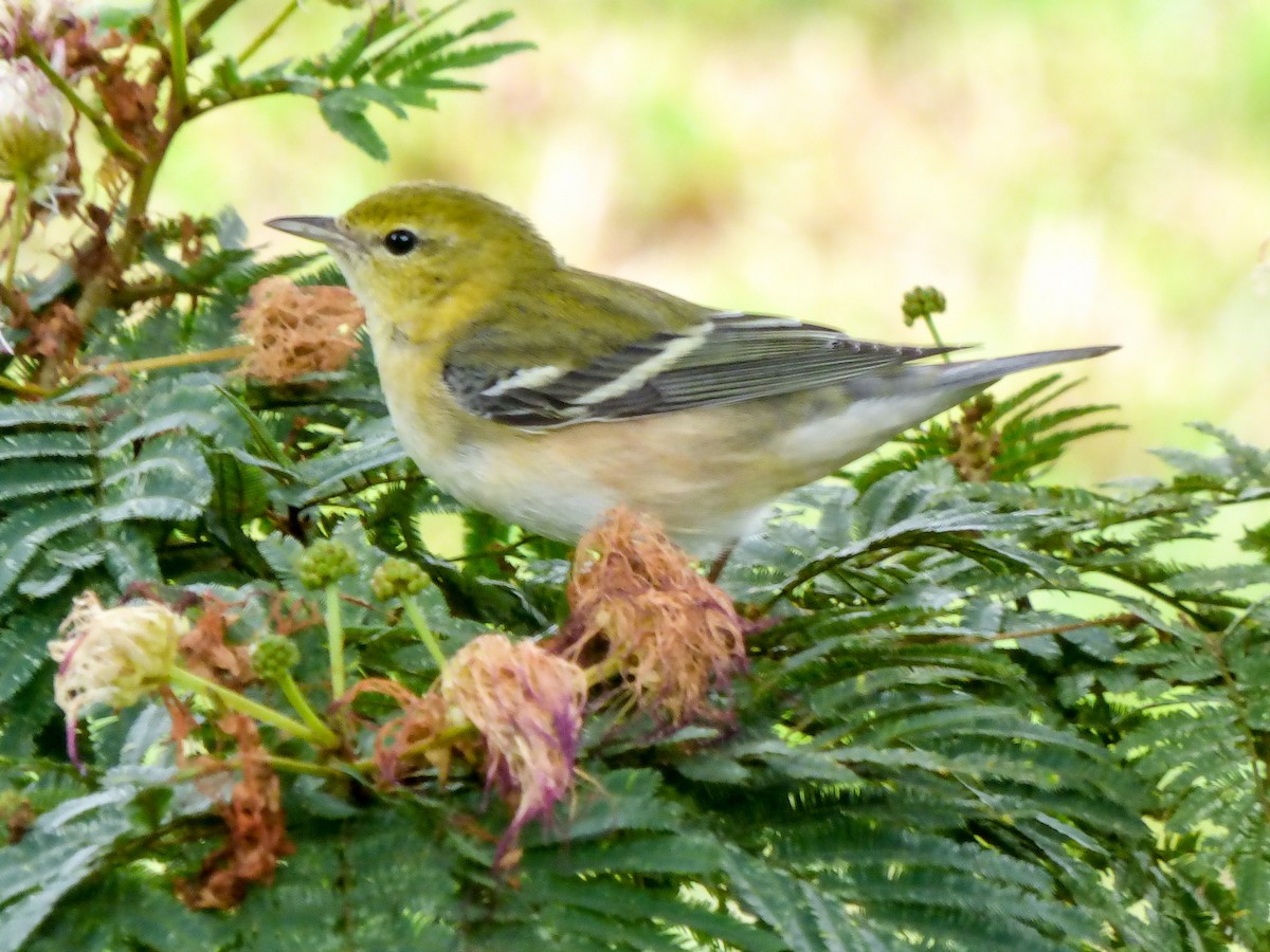 Bay-breasted Warbler - ML280932081