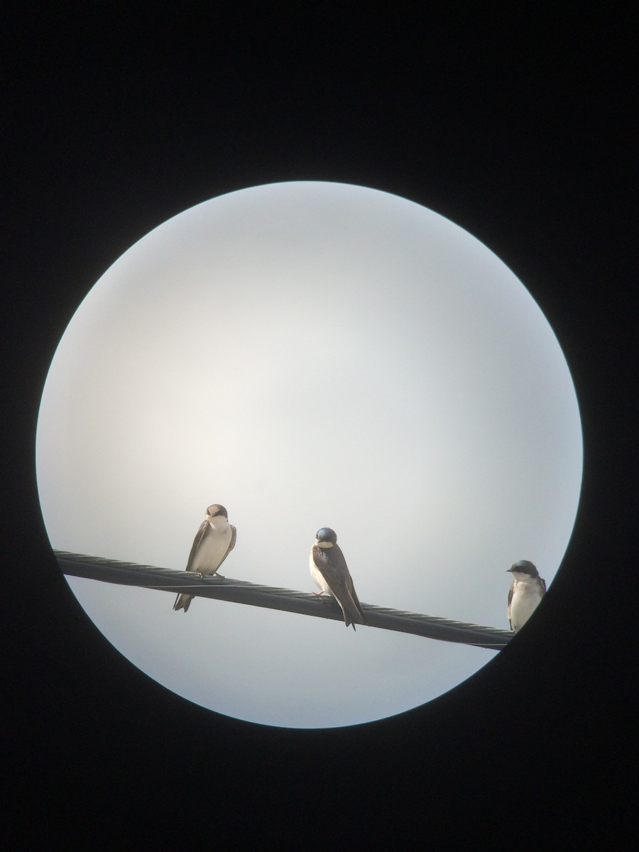 Tree Swallow - ML28093221