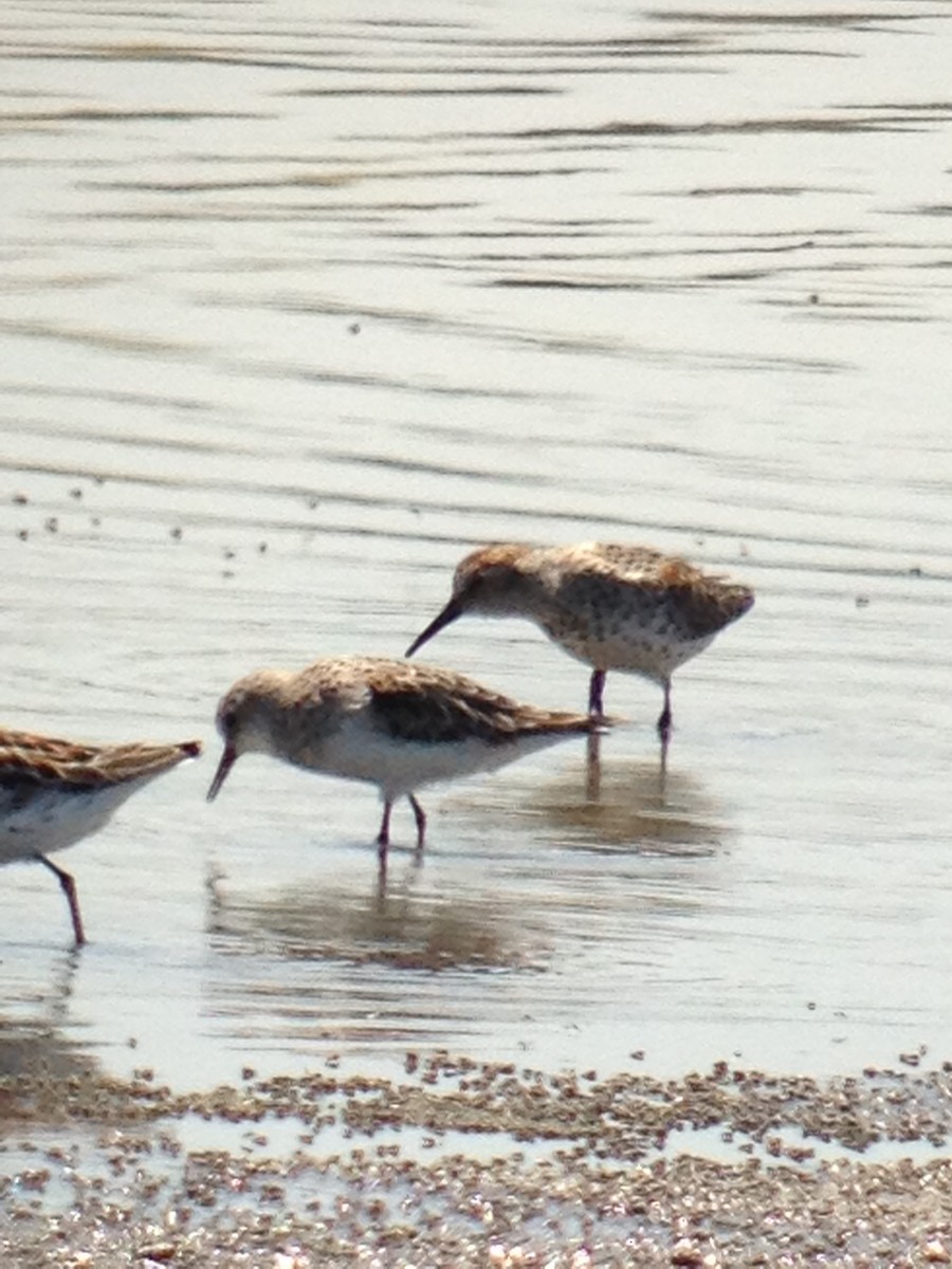 Little Stint - ML28093671