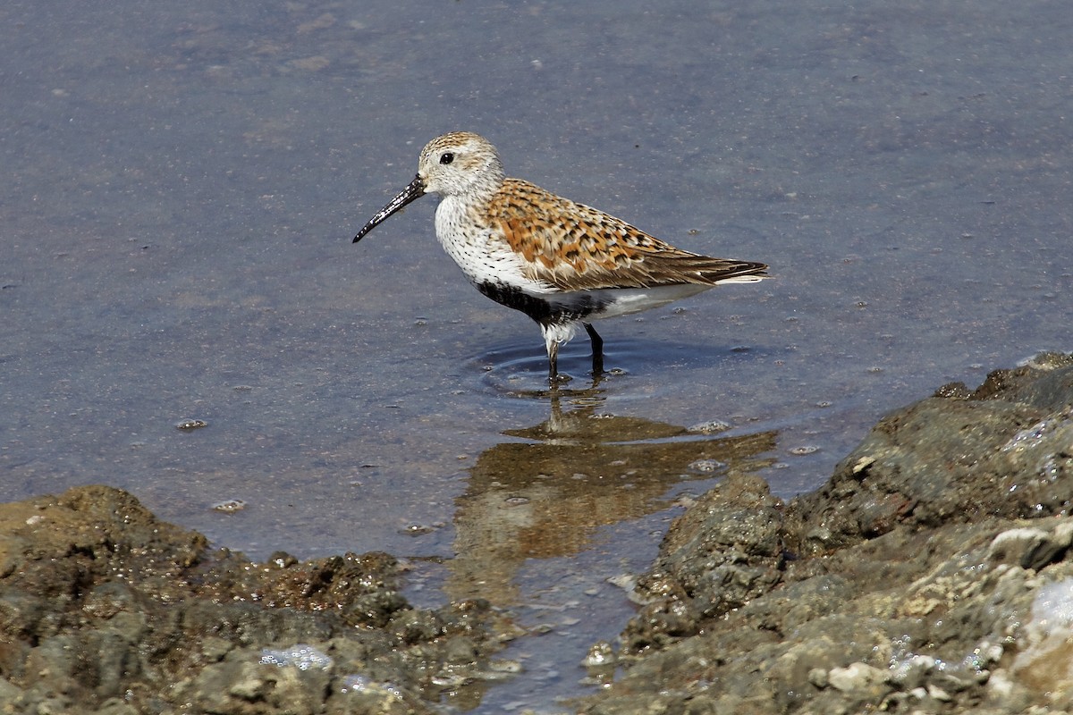 Dunlin - ML28093681