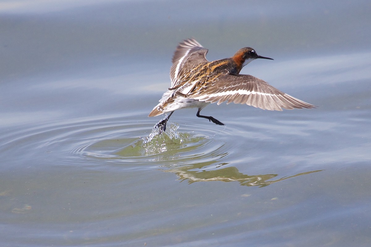 svømmesnipe - ML28093691