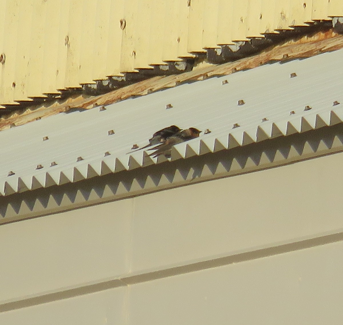 Cave Swallow - ML280937011